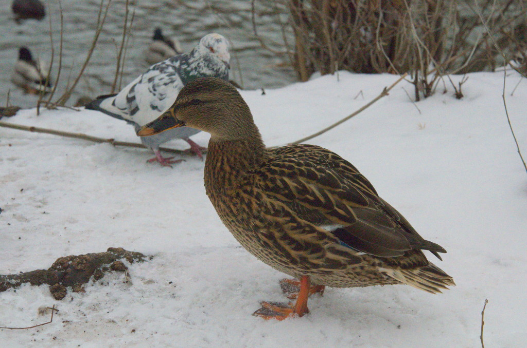 Ente mit D7000