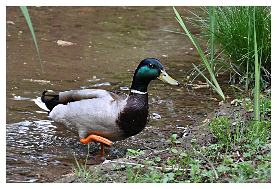 Ente
Nikon D90 mit 18-105 VR