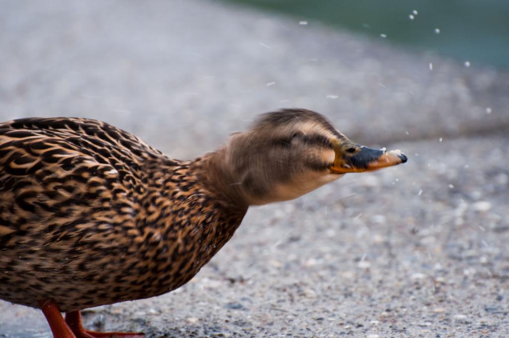 Ente schüttle Dich
