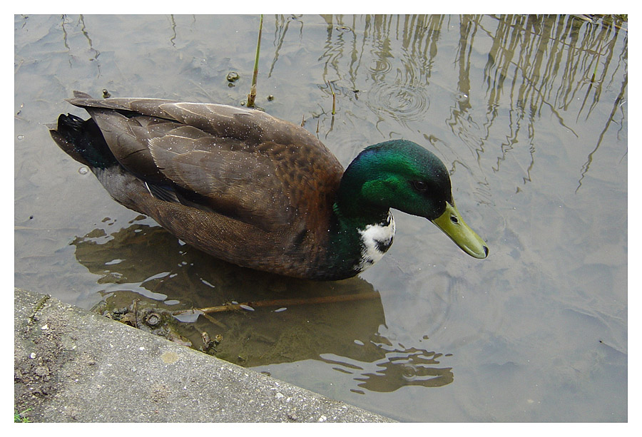 Ente
Sony DSC P12