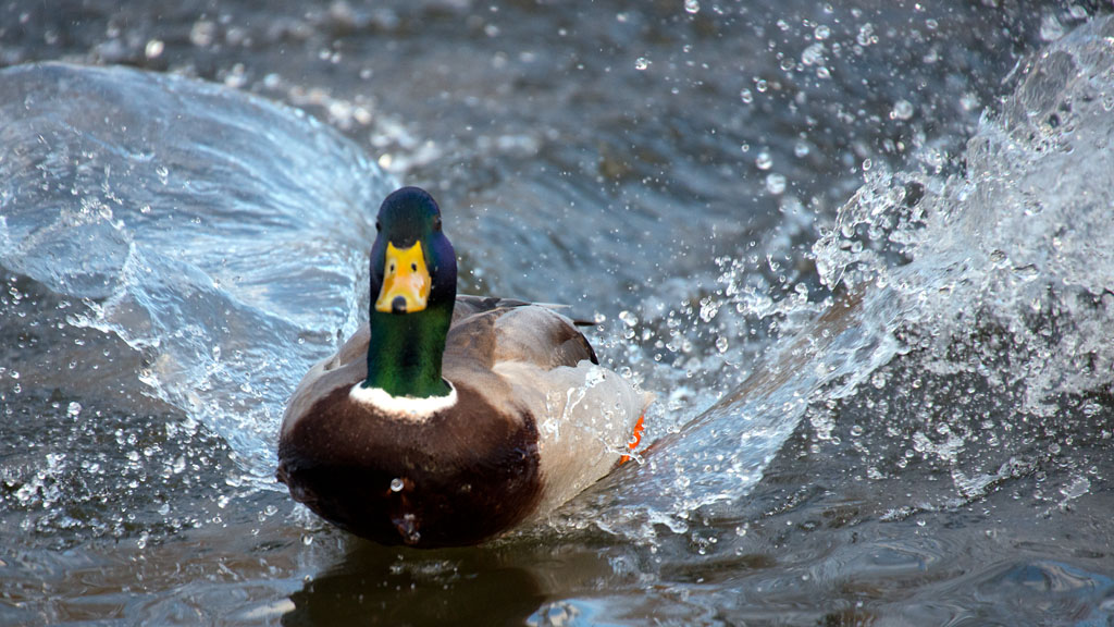 Ente Wasserung