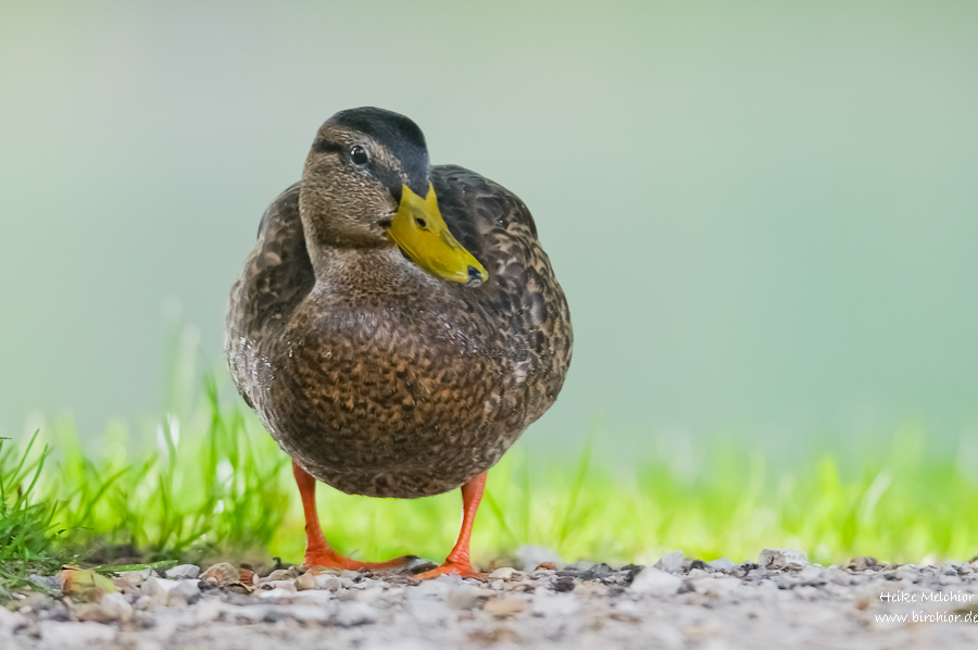 Ente
Zeigt her Eure Vögel #4934