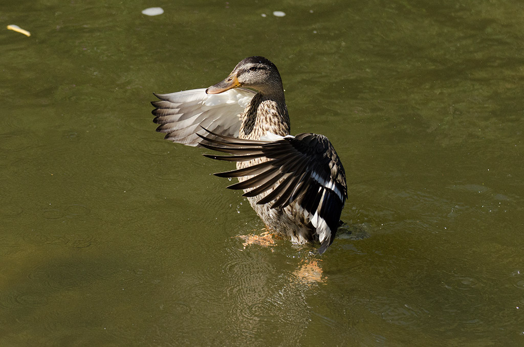 Ente