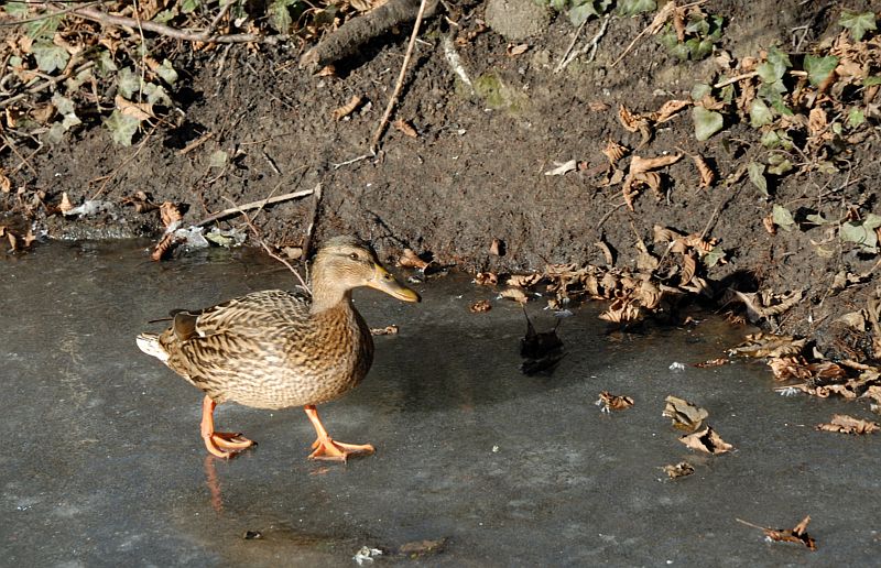 ente