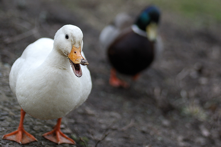 ente