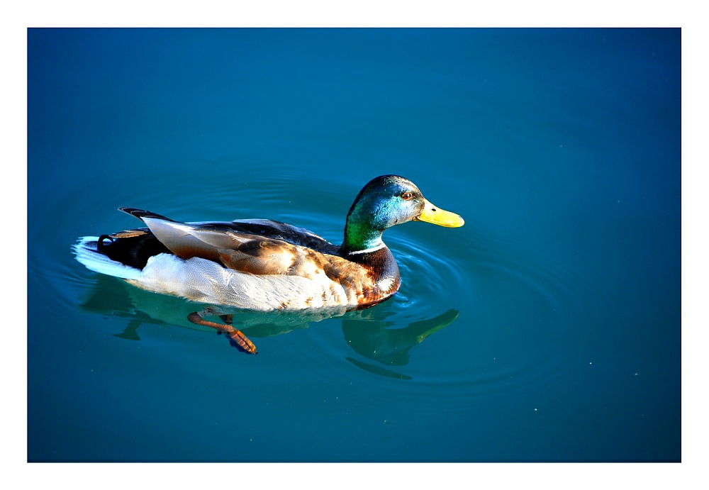 Ente