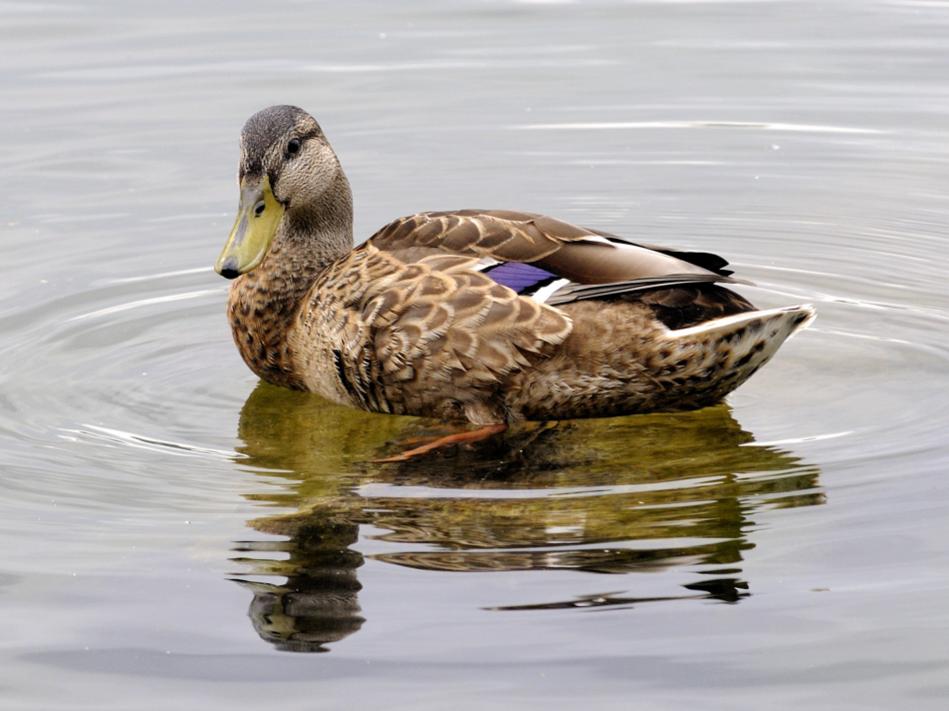 Ente
