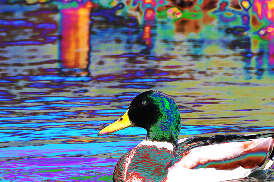 Ente