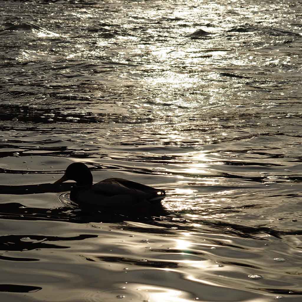 Ente