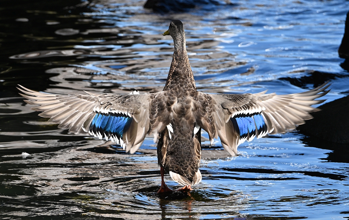 Ente2.jpg