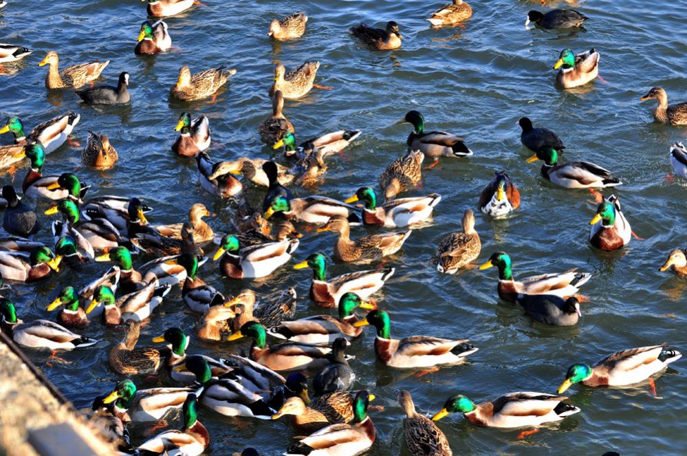 Enten 01