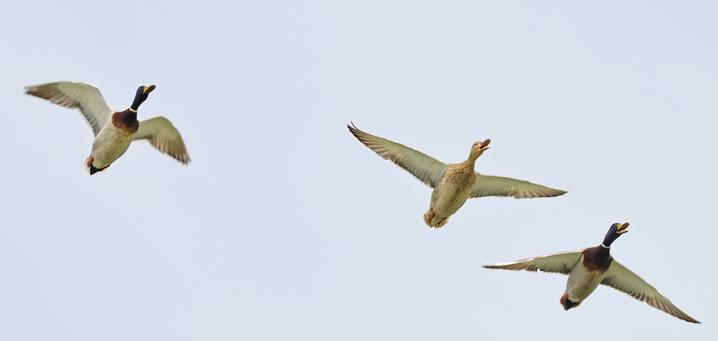 Enten Flug 1