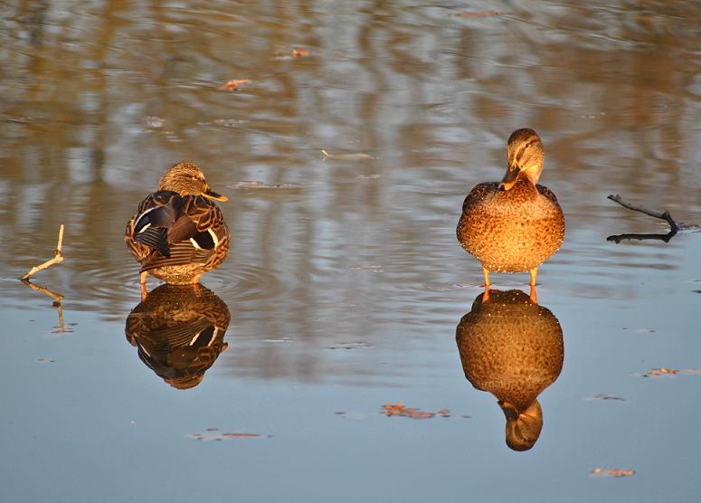 Enten im Grünfelder Park - Spiegelung