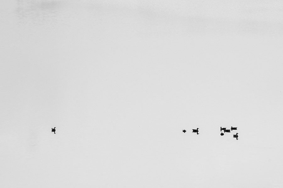 Enten im Seeleitensee