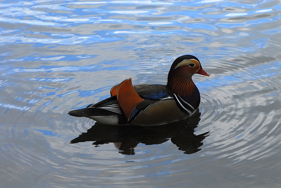 enten nff