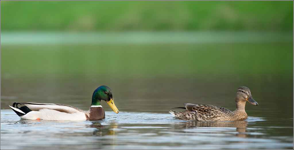 enten