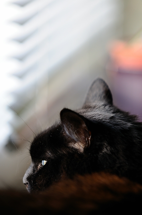 Enzo am Fenster