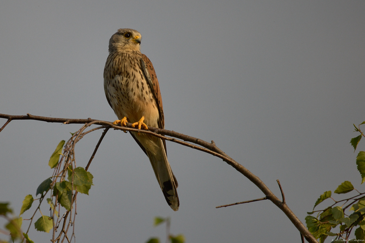 EOS-R5-Jul 18 2021-4448.jpg