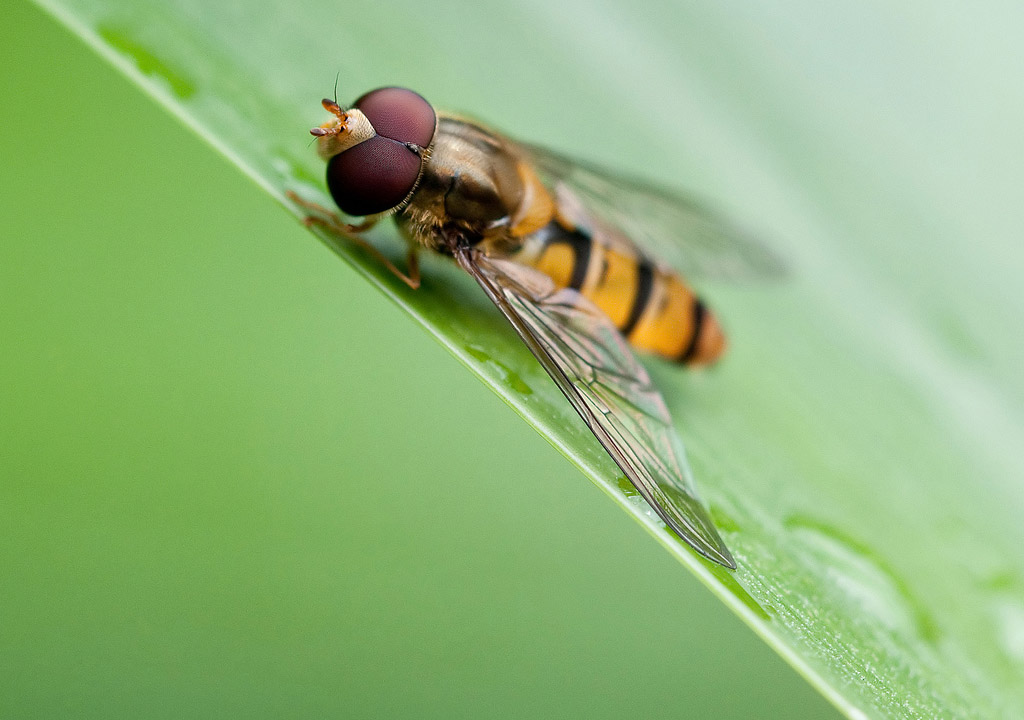 Episyrphus Balteatus Männlich