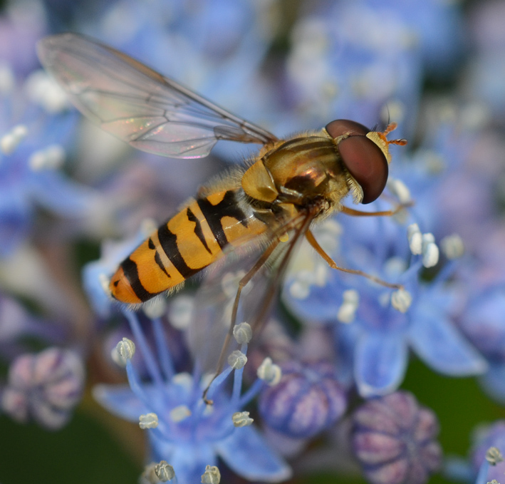 Episyrphus balteatus (Schwebfliege)