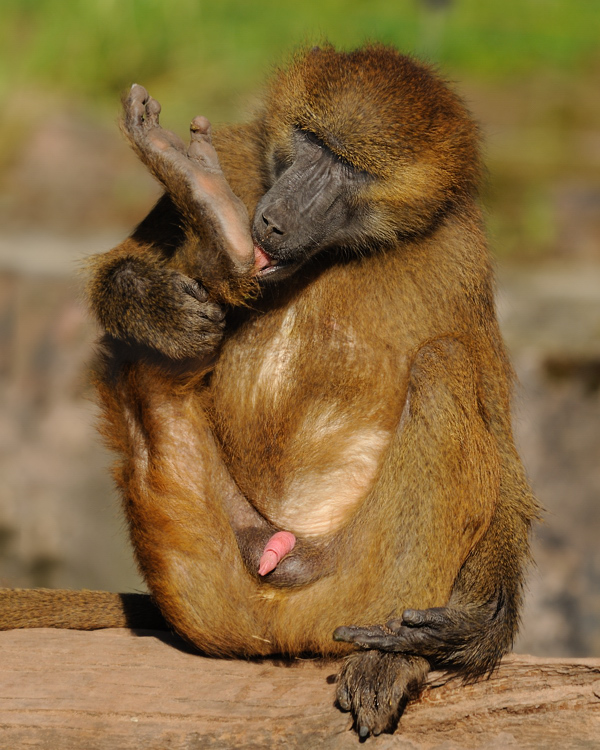 Er liebt seinen Haxen
Pavian 
Tiergarten Nürnberg