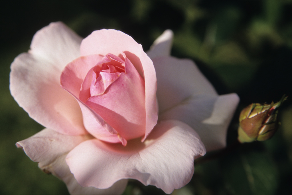 Erblühende Rose