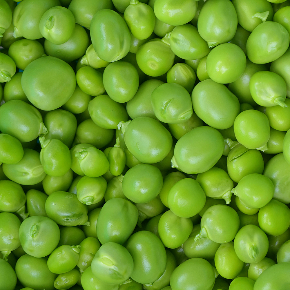Erbse4