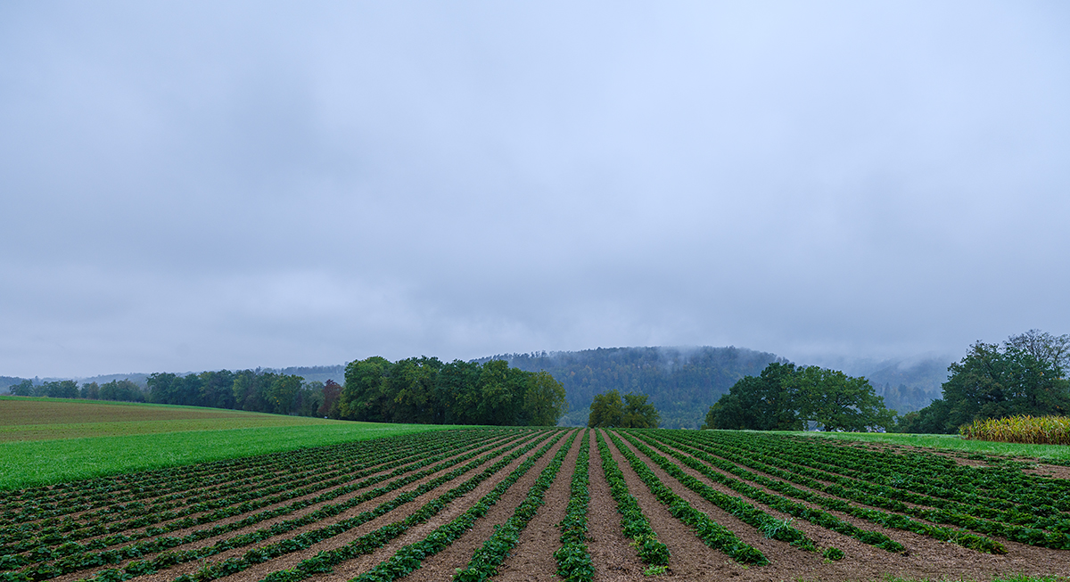 Erdbeerfeld_DSF4572_12.jpg