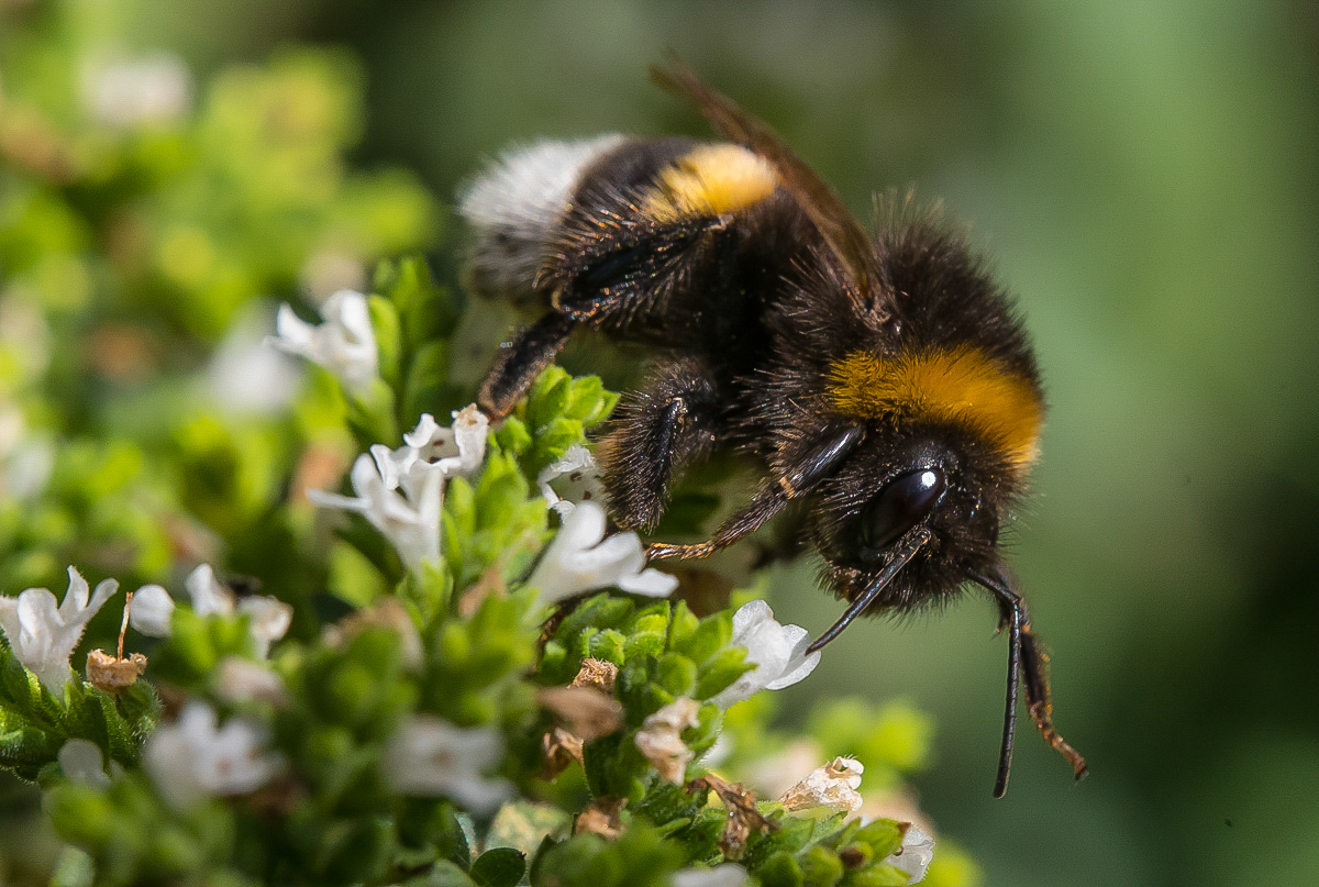 Erdhummel frontal (1 von 1).jpg