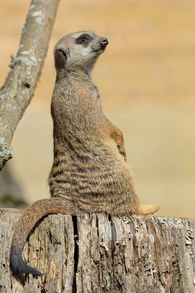 Erdmännchen 092014