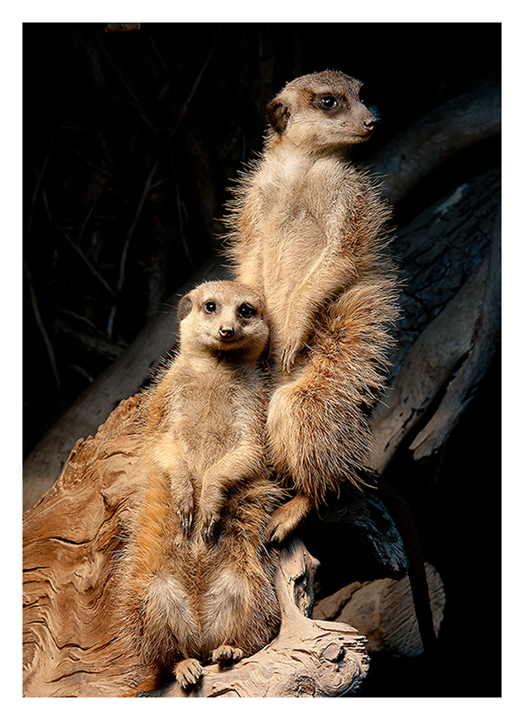 Erdmännchen 1