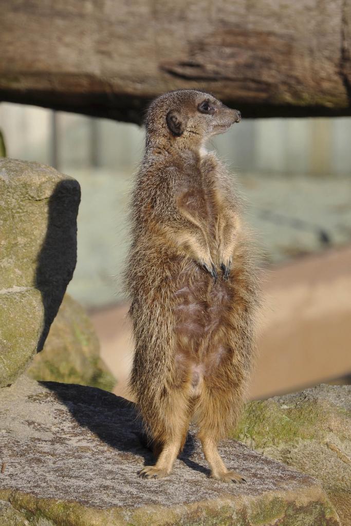 Erdmännchen aus dem Allwetterzoo Münster