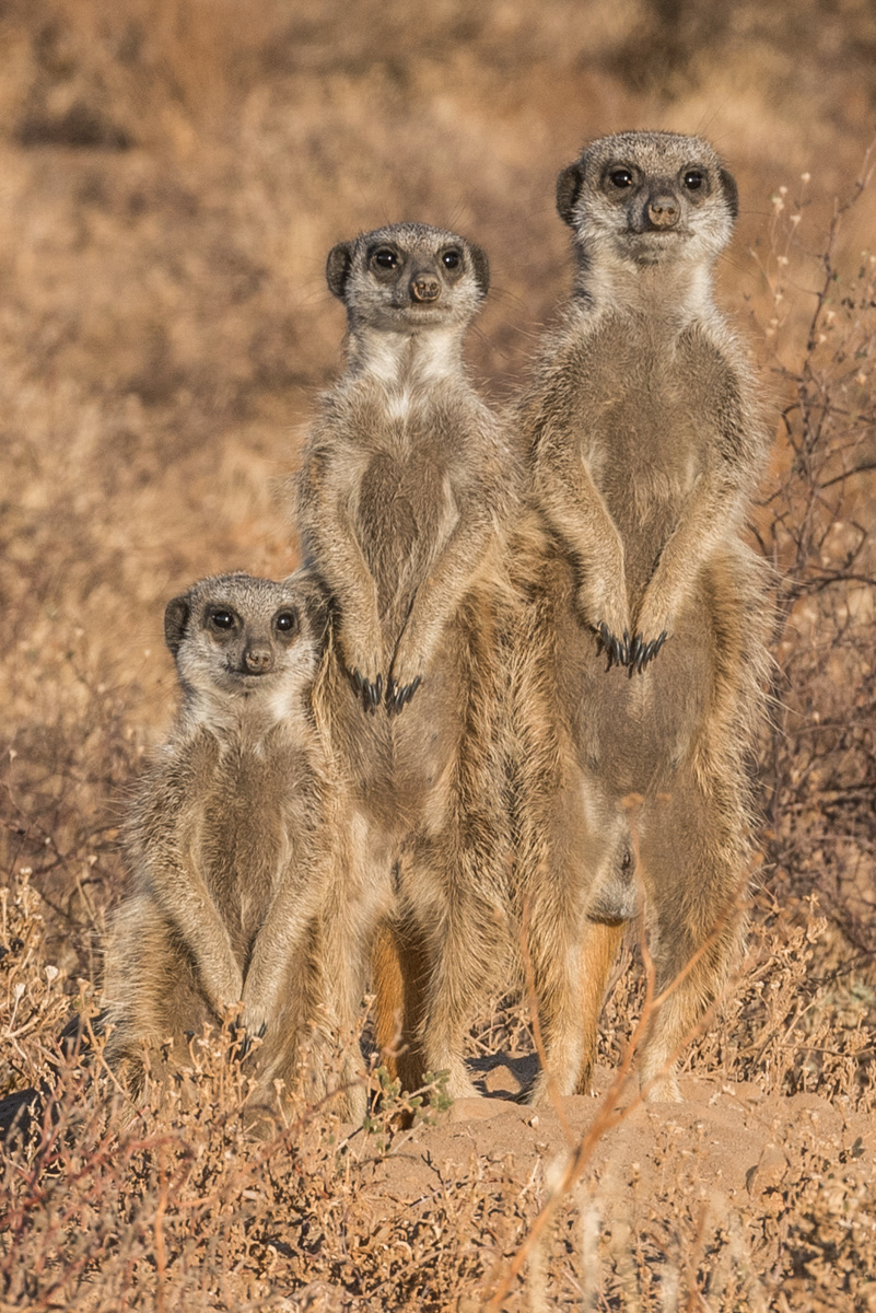 Erdmännchen bei Oudtshoorn ZA