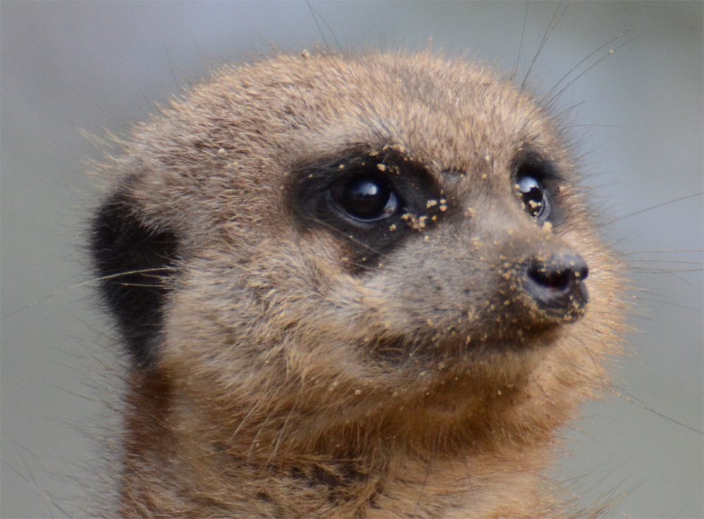 Erdmännchen Crop