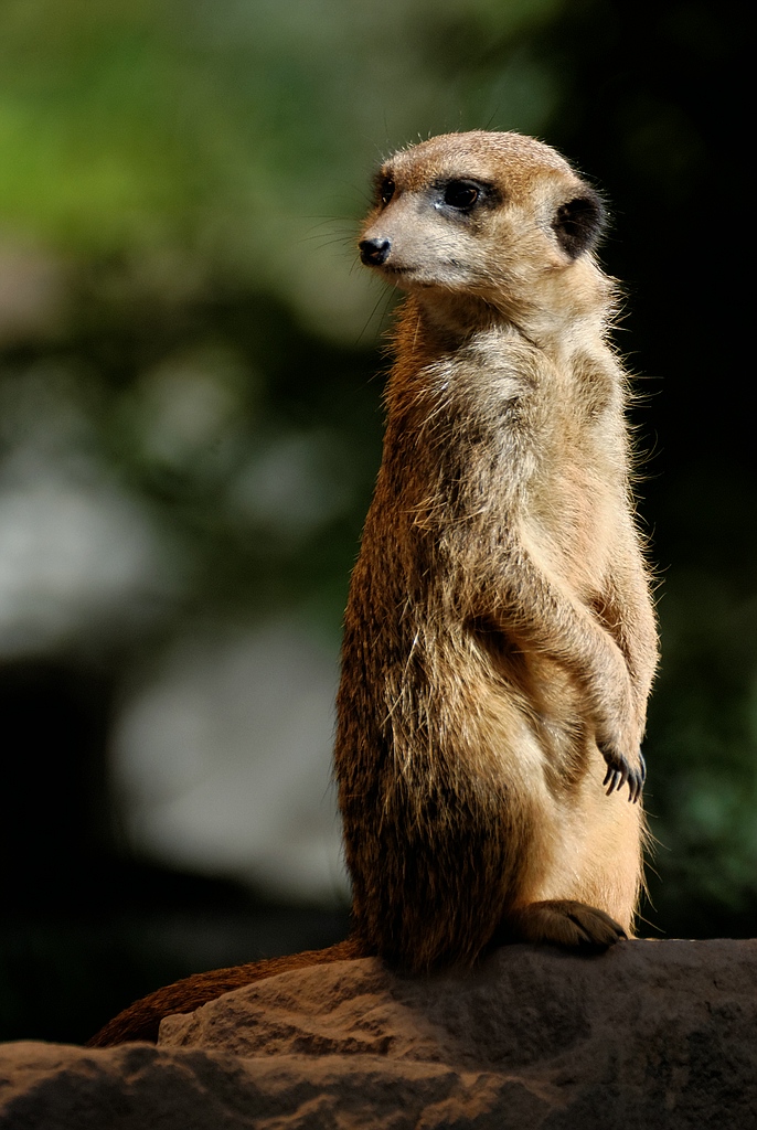 Erdmännchen
Tierpark Sababurg 09/2015