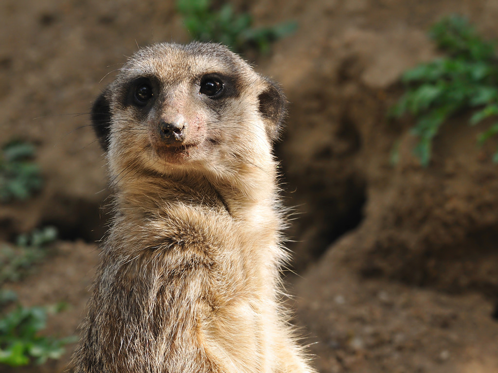 Erdmännchen