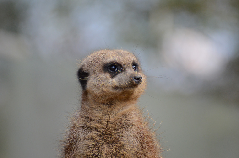 Erdmännchen