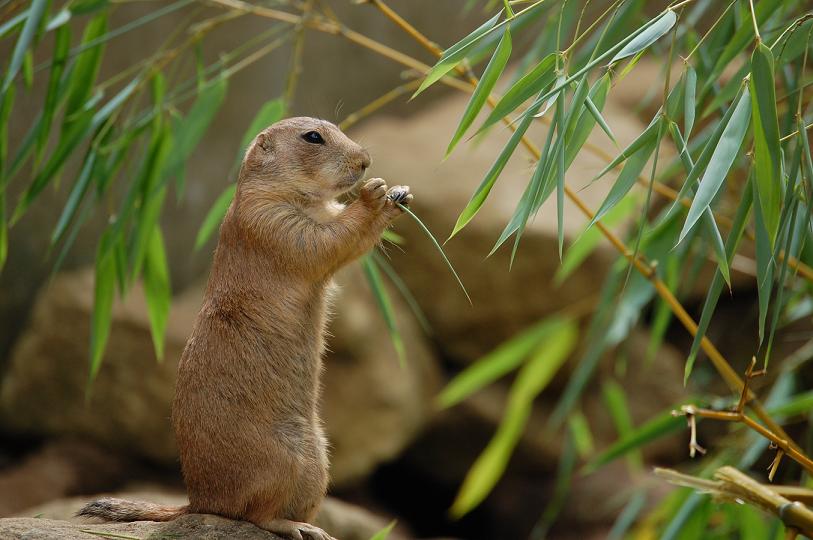 erdmännchen