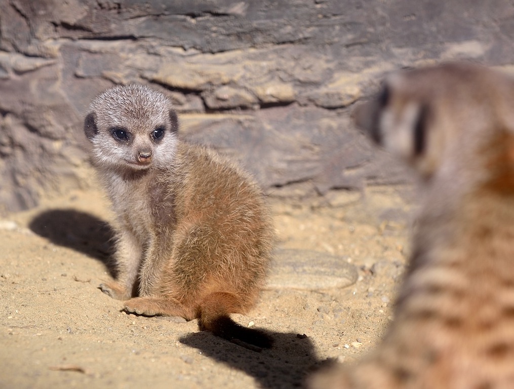 Erdmännchen