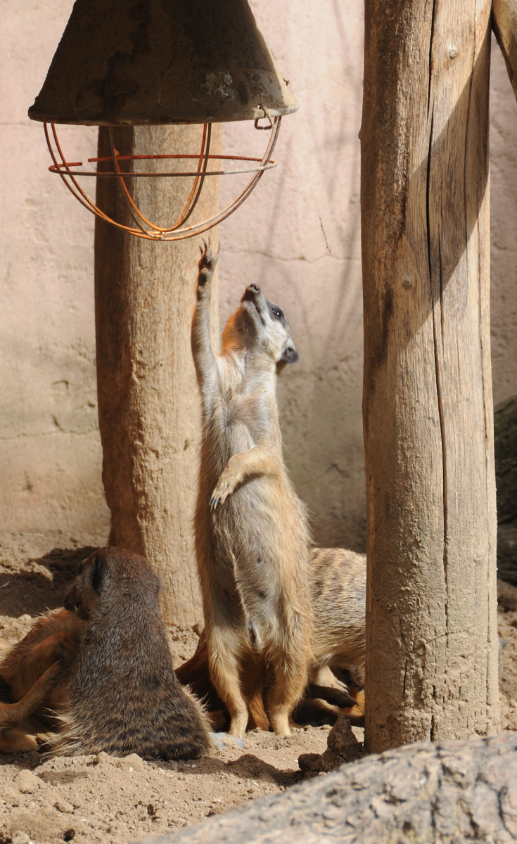 Erdmännchen