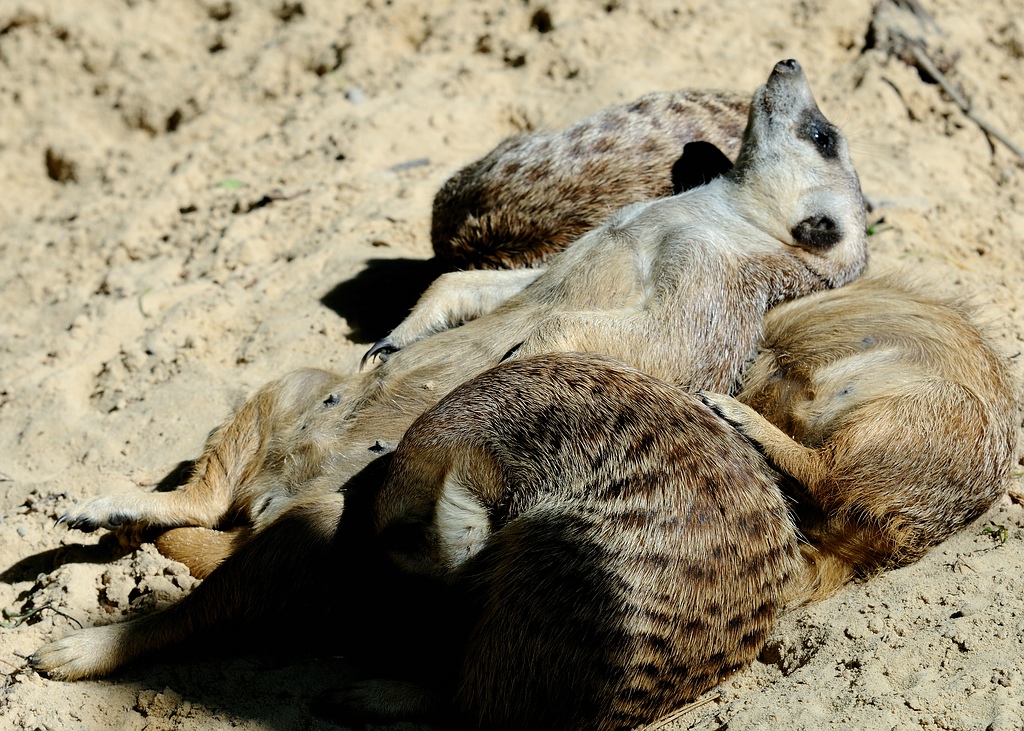 Erdmännchen1