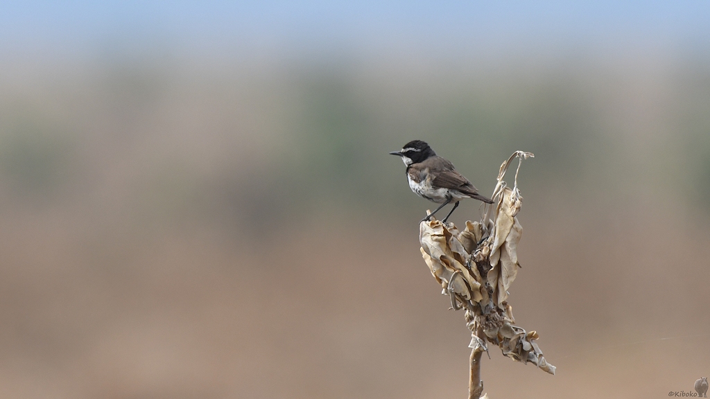 Erdschmätzer auch Erdsteinschmätzer (capped wheatear)
Katavi Nationalpark

s933 Katavai Vogel 6367