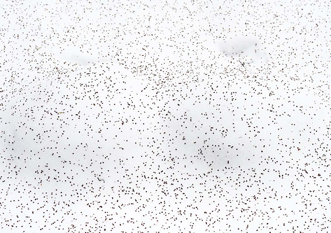 Erlensamen im Schnee.jpg