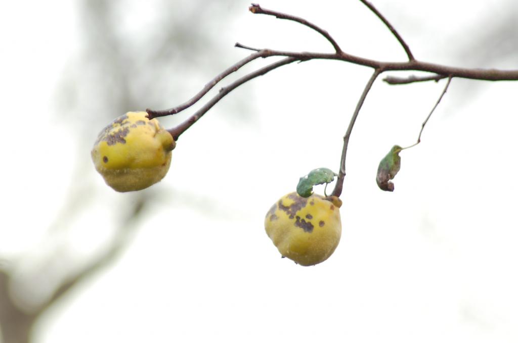 ernte 006
