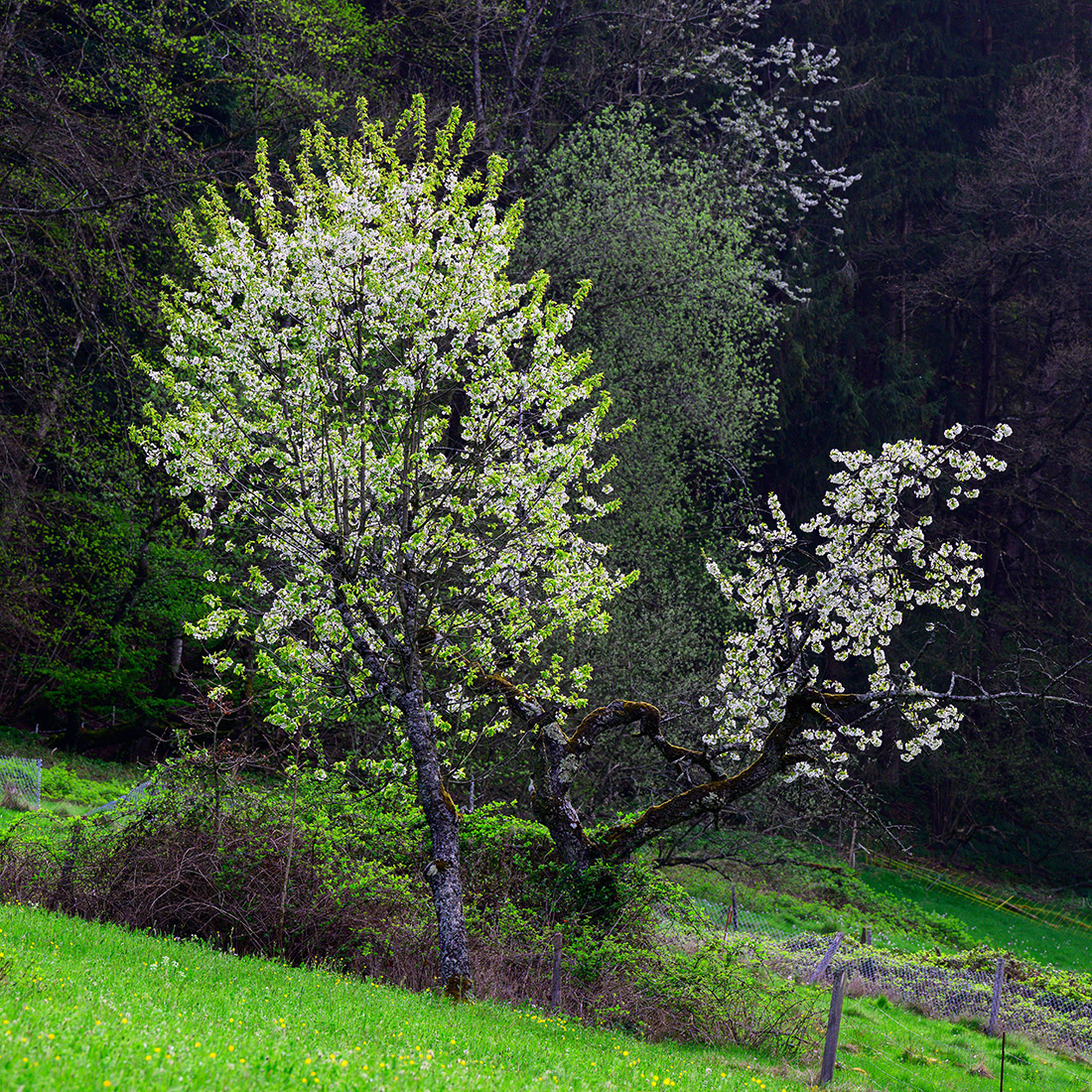 Erschwil.jpg