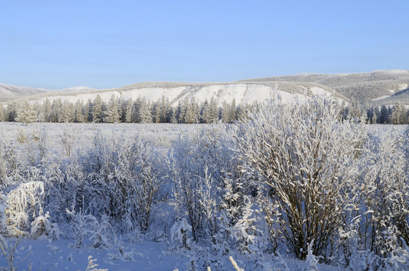 erstarrte Vegetation vor Oymyakon