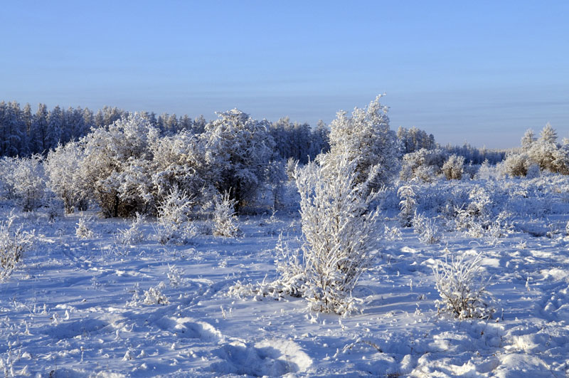 erstarrte Vegetation vor Oymyakon