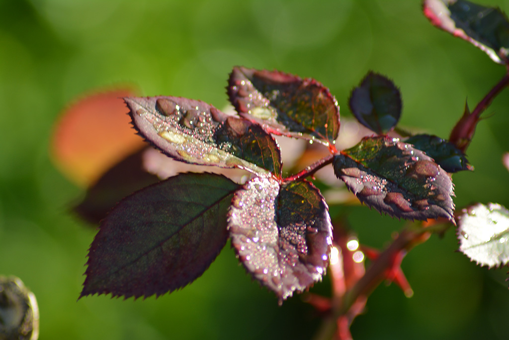 Erste Macro Versuche