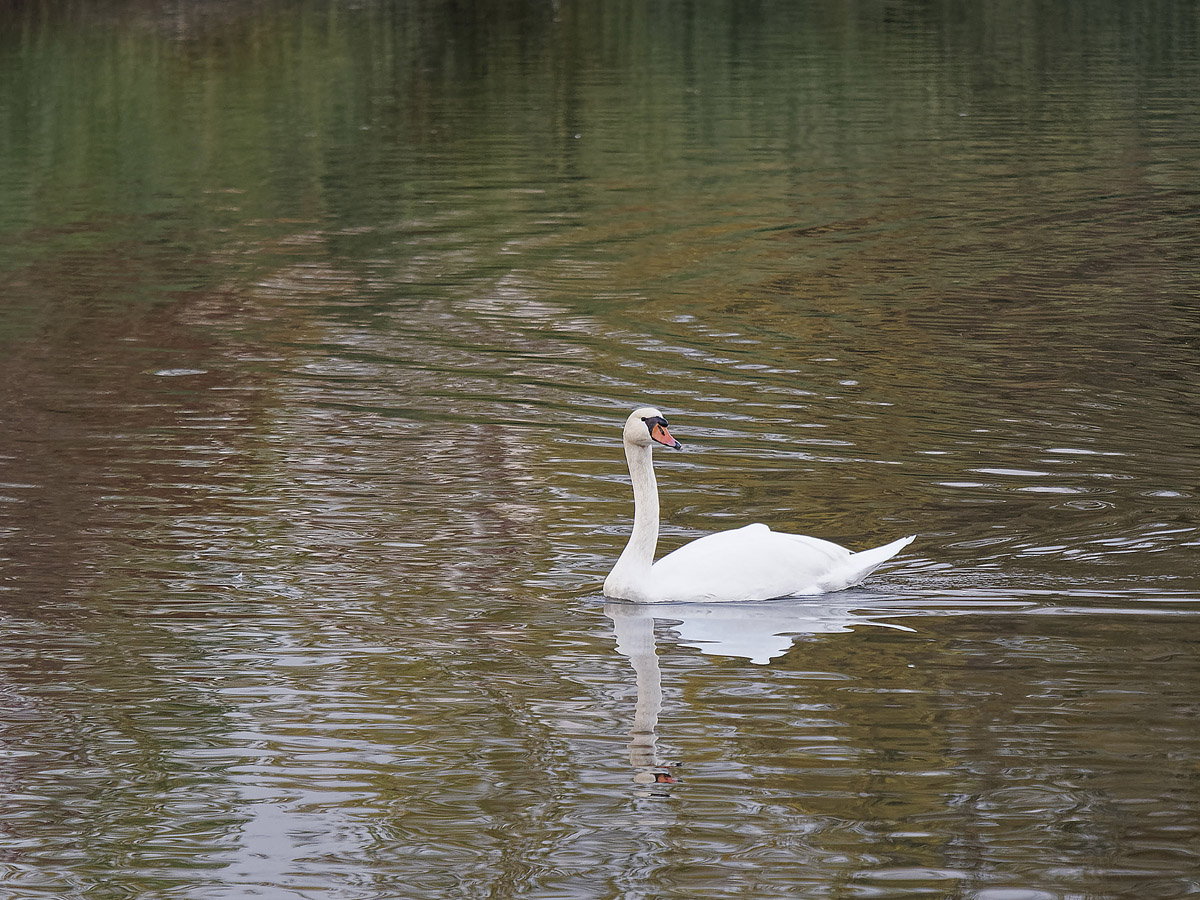Erste Olympus-RAW-Datei mit DxO PhotoLab 2 bearbeitet und mit PSE15 skaliert [A270010 DxO Axl]