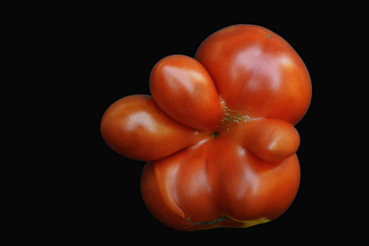 erste tomate 2017